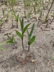 Maianthemum stellatum