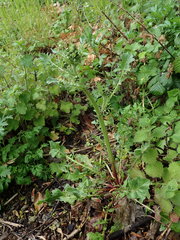 Crepis vesicaria