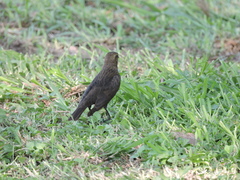 Molothrus ater