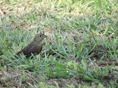 Molothrus ater
