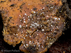 Sphaerostilbella aurifila