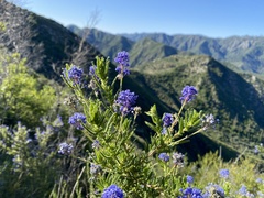 Ceanothus papillosus