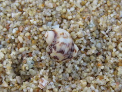 Rapaninae