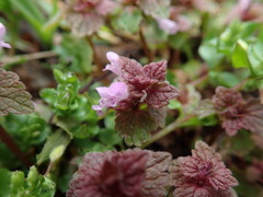 Lamium purpureum