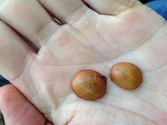 Diospyros nigra