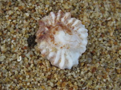 Crucibulum scutellatum