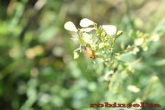 Calocoris nemoralis