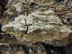 Lecidea varians