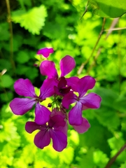 Lunaria