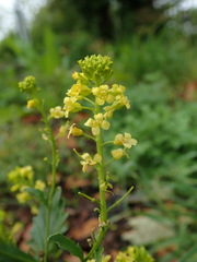 Barbarea vulgaris