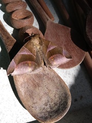 Dysgonia purpurata