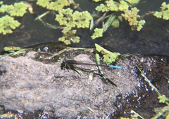 Oxyallagma dissidens