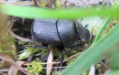 Onthophagus verticicornis