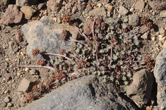 Pozoa coriacea