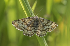 Ematurga atomaria