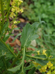 Barbarea vulgaris