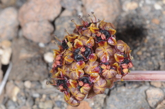 Pozoa coriacea