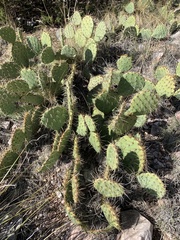 Opuntia arizonica