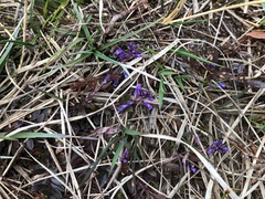 Polygala serpyllifolia