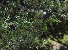 Cephalanthus salicifolius