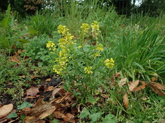 Barbarea vulgaris