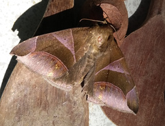 Dysgonia purpurata