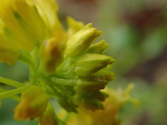 Barbarea vulgaris