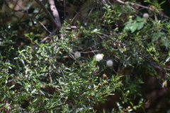 Cephalanthus salicifolius