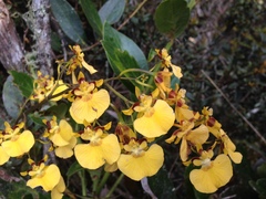 Oncidium cultratum