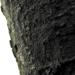 Scoliciosporum pensylvanicum