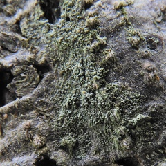 Scoliciosporum pensylvanicum
