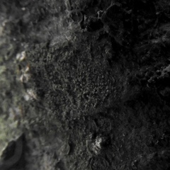 Scoliciosporum pensylvanicum