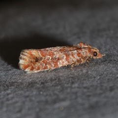 Eucopina