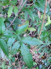 Paullinia pinnata