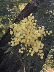 Acacia dealbata dealbata