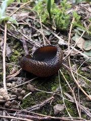 Plicaria endocarpoides