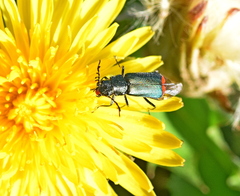 Haplomalachius flabellatus