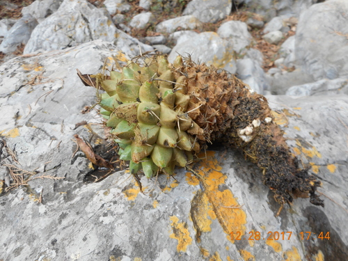 Mammillaria orcuttii