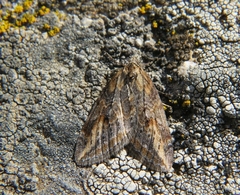 Chesias isabella