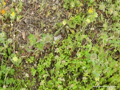 Trifolium hirtum