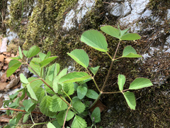 Laserpitium latifolium