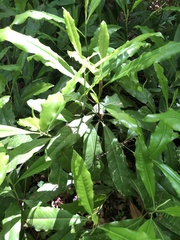 Magnoliales