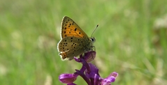 Lycaena bleusei