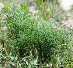 Vernonia lindheimeri