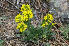 Draba spectabilis