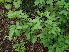 Sambucus nigra