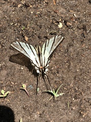 Protographium epidaus epidaus