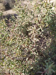 Suaeda divaricata