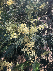 Acacia dealbata dealbata