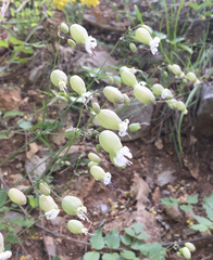 Silene vulgaris
